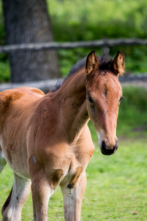 Portrat of cute small bay foal in summer pastureの写真素材