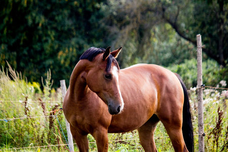 Portrait of bay arabian mare in  summerの写真素材
