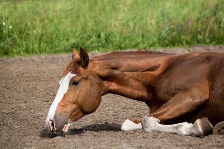 Close up of rolling horse on the ground in paddockの写真素材