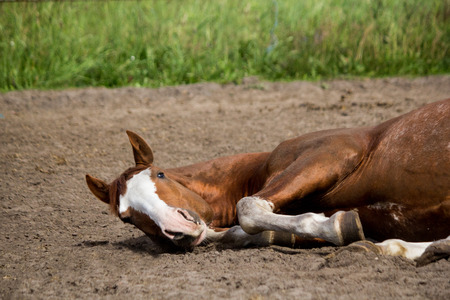 Close up of rolling horse on the ground in paddockの写真素材