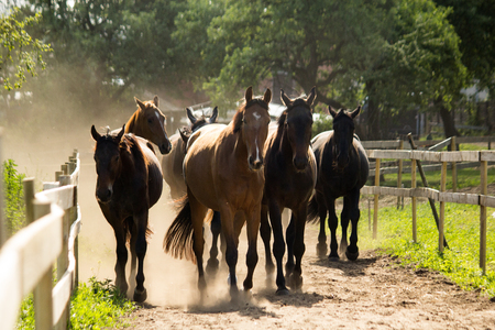 Herd of horses walking to the pasture in the morning in summerの写真素材