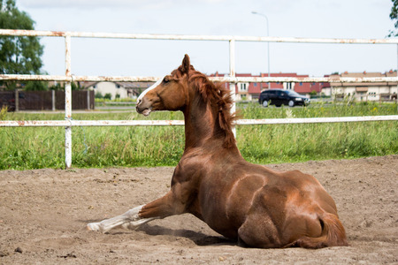 Chestnut horse getting up from the ground in paddockの写真素材