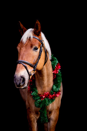 Portrait of horse with chrsitmas wreath isolated on black backgroundの写真素材