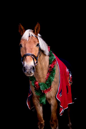Portrait of palomino horse with chrsitmas wreath and red rugの写真素材