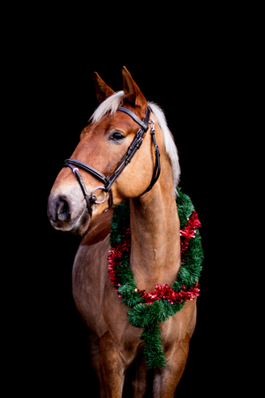 Portrait of horse with chrsitmas wreath isolated on black backgroundの写真素材