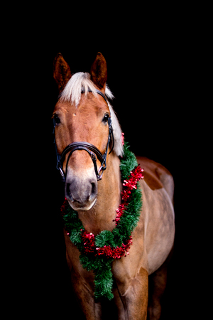 Portrait of horse with chrsitmas wreath isolated on black backgroundの写真素材