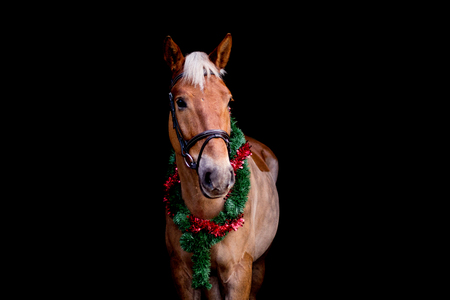Portrait of horse with chrsitmas wreath isolated on black backgroundの写真素材