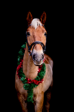 Portrait of horse with chrsitmas wreath isolated on black backgroundの写真素材