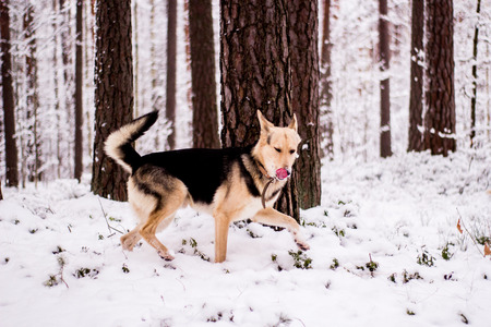 Cute dog playfully running and standing in the winter forestの写真素材