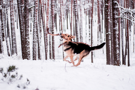 Cute dog playfully running and standing in the winter forestの写真素材