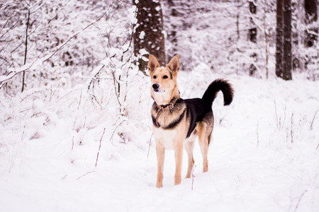 Cute dog playfully running and standing in the winter forestの写真素材
