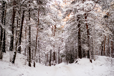 View on winter forest beautiful with snowの写真素材