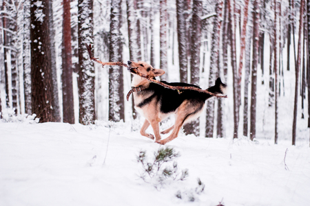 Cute dog playfully running and standing in the winter forestの写真素材