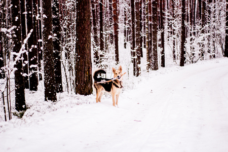 Cute dog playfully running and standing in the winter forestの写真素材