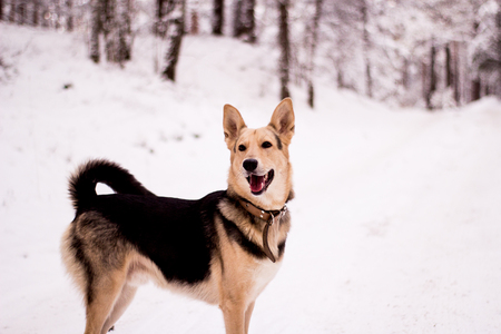 Portrait of funny smiling shepherd dog in the snow forestの写真素材