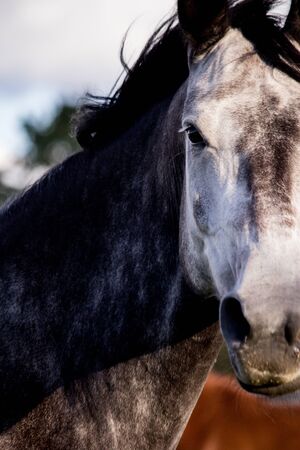 Portrait of gray horse in summer at the pasture