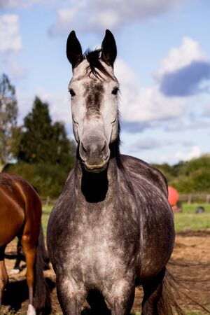Portrait of gray horse in summer at the pastureの写真素材