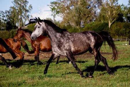 Gray horse trotting in the pasture freeの写真素材