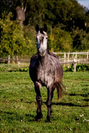 Gray horse trotting in the pasture freeの写真素材