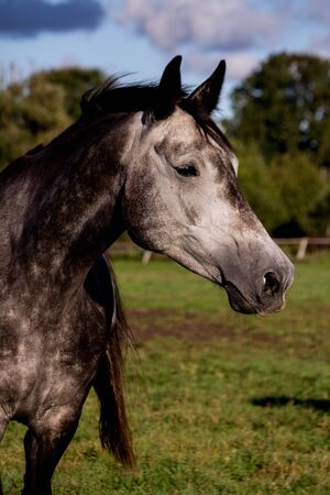 Portrait of gray horse in summer at the pastureの写真素材
