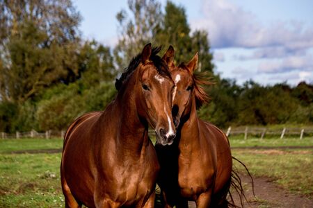 Two brown horses standing together, mom and coltの写真素材
