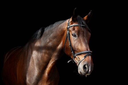 Brown bay horse portrait on black backgroundの写真素材
