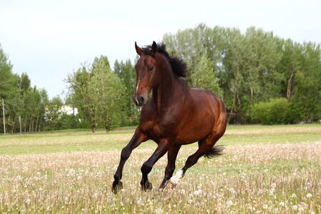 Beautful brown horse running free on the field with flowers in summerの写真素材