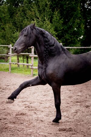 Beautiful friesian horse kicking his leg playful in the paddockの写真素材