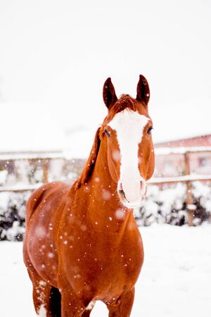 Beautiful chestnut red horse portrait in winter in snowfallの写真素材