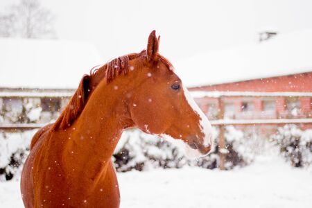 Beautiful chestnut red horse portrait in winter in snowfallの写真素材