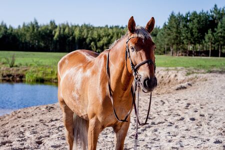 Cute palomino horse portrait on the beach in summerの写真素材