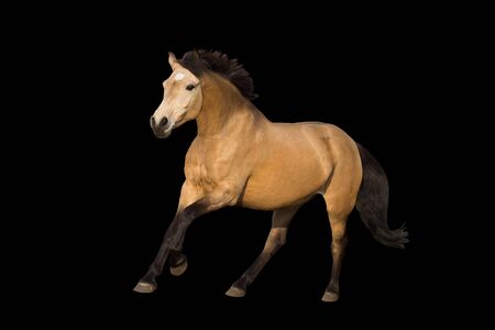 Dun yellow pony galloping isolated on background