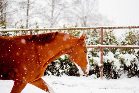 Beautiful chestnut horse walking in the snow paddock in winterの写真素材