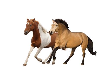 Two ponies galloping isolated on white backgroundの写真素材