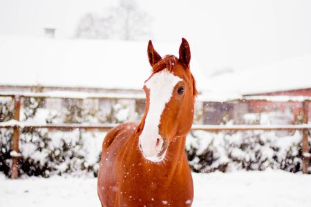 Beautiful chestnut red horse portrait in winter in snowfallの写真素材