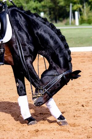 Portrait of  black dressage horse scratching its headの写真素材