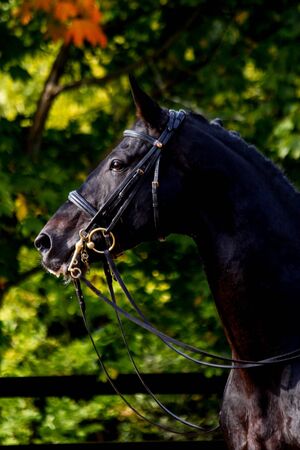 Portrait of black dressage sport horse in the arenaの写真素材