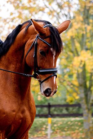 Portrait of beautiful light bay dressage horse in autumnの写真素材