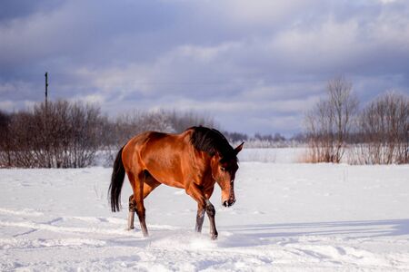 Bay horse in the snow trotting freeの写真素材