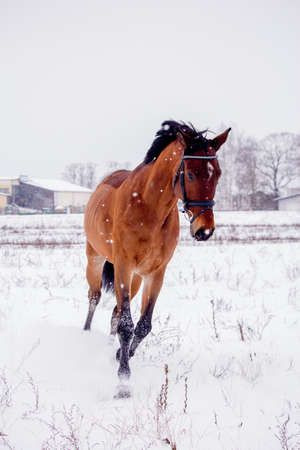 Portrait of horse running in the snow  fieldの写真素材