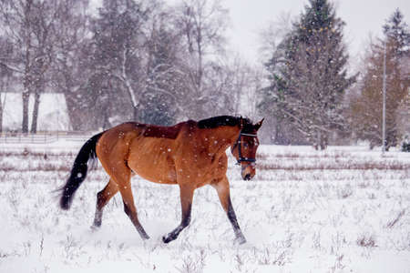 Bay horse trotting in the snow  in snowfallの写真素材