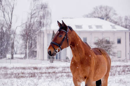 Portrait of horse running in the snow  fieldの写真素材