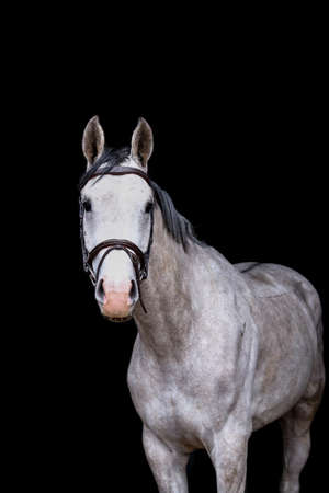 Portrait of gray young horse on the black backgroundの写真素材