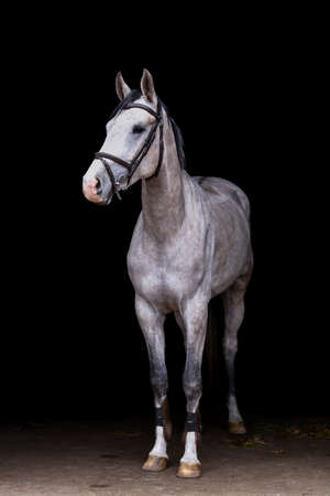 Portrait of gray young horse on the black backgroundの写真素材
