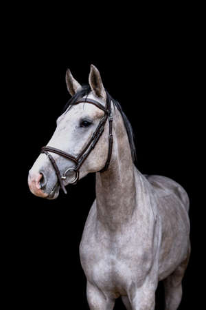 Portrait of gray young horse on the black backgroundの写真素材