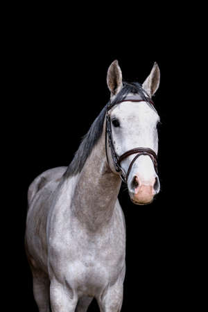 Portrait of gray young horse on the black backgroundの写真素材