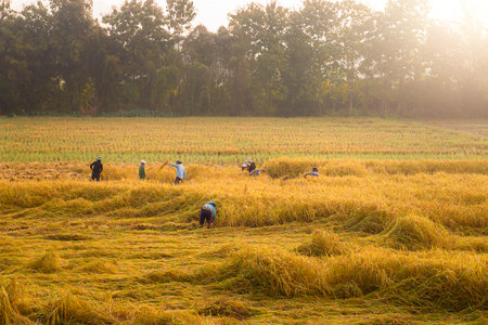 A family harvesting organically grown rice and a family friend helping them,Farmer Harvesting Rice,Farmer, harvesting rice, industry, food.の写真素材