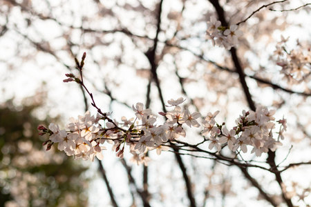 Cherry blossoms bloom beautifully in spring. Cherry blossoms, flowers, spring, nature.