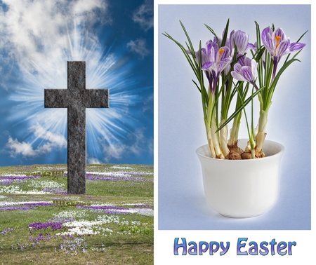 One Resurrection Cross  on a field of blooming crocus and a image of crocus in a pot
