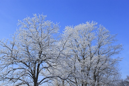 Frost winter tree against bright blue skyの写真素材